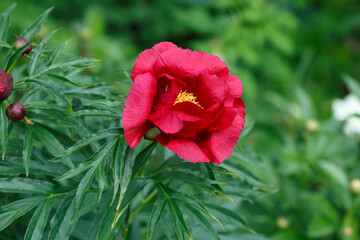 A simple red peony  in the garden.