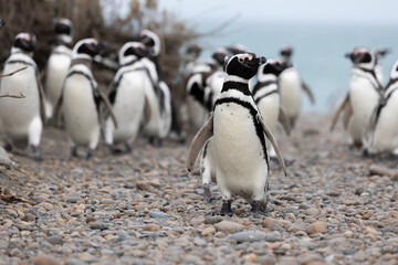 Magellanic penguins at the beach of Cabo Virgenes at kilometer 0 of the famous Ruta40 in southern Argentina, Patagonia, South America 
