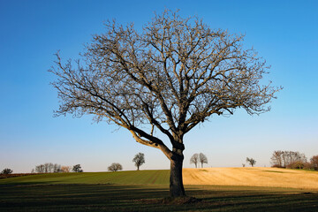 Nussbaum in der Landschaft