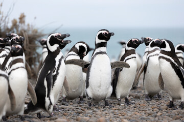 Magellanic penguins at the beach of Cabo Virgenes at kilometer 0 of the famous Ruta40 in southern...