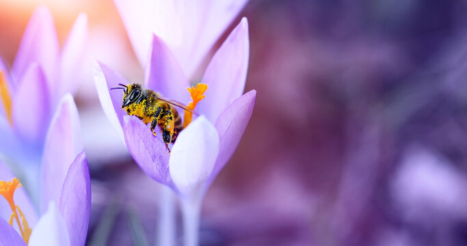 bee covered in pollen on a purple crocus flower in the garden, an insect on a crocus in the morning. Crocus sieberi