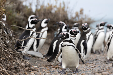 Magellanic penguins at the beach of Cabo Virgenes at kilometer 0 of the famous Ruta40 in southern...