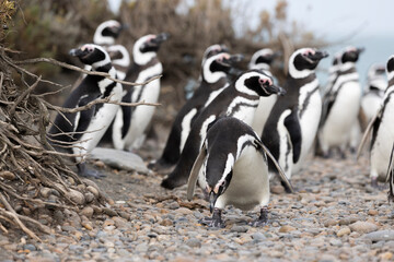 Magellanic penguins at the beach of Cabo Virgenes at kilometer 0 of the famous Ruta40 in southern...