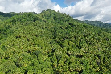 Fototapeta na wymiar nutmeg and clove plantations are community assets