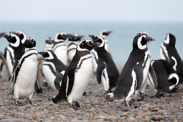 Magellanic penguins at the beach of Cabo Virgenes at kilometer 0 of the famous Ruta40 in southern...