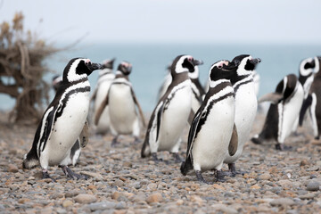 Fototapeta na wymiar Magellanic penguins at the beach of Cabo Virgenes at kilometer 0 of the famous Ruta40 in southern Argentina, Patagonia, South America 
