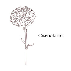 Hand drawing Carnation flower. Carnation flower isolated on white background. Beautiful flower in line art style. Vector illustration