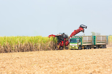 Farmers are harvesting sugar cane on the farm.