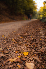 Autumn landscape, beautiful city park with fallen yellow leaves. Concept of fall season. Golden autumn card. High quality photo