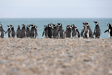 Magellanic penguins at the beach of Cabo Virgenes at kilometer 0 of the famous Ruta40 in southern...