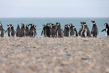 Magellanic penguins at the beach of Cabo Virgenes at kilometer 0 of the famous Ruta40 in southern Argentina, Patagonia, South America 
