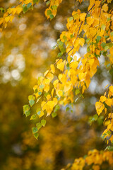 Fall  on Lofoten islands, Norway