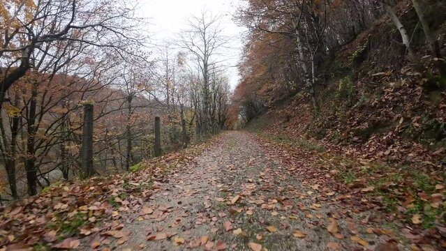 Drone flight over a path filled with dry leaves. Browns and autumn colors predominate in this image. Quinto Real forest, in the Eugi reservoir area