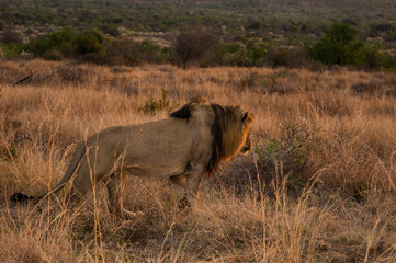 Male lion walking away into the African sunset 
