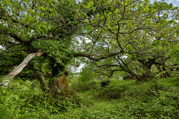 old forest in the Montenegro