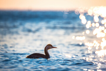 Great crested grebe floating in the sea water during sunrise