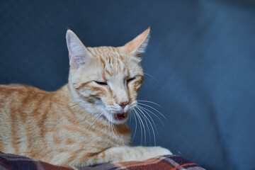 A cute cat laying down on a sofa an yawning
