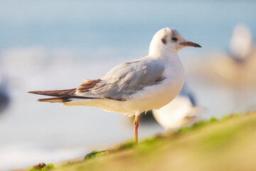 Seagull on the beach sand against the sea