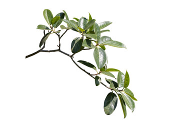 Lofty fig leaf isolated on transparency background.