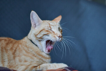 A cute cat yawning and laying down on a sofa