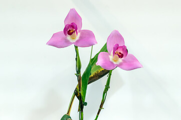 Obraz na płótnie Canvas Lycaste virginalis x Spring Scene 'Meme' a pink orchid flower