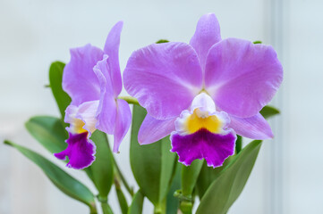 Rlc. Faikon Land 'Markun' a violet colored cattleya intergeneric hybrid orchid flower