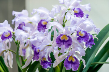 Cattleya Lawre-Mossiae 'Fascinating Purple' orchid flower