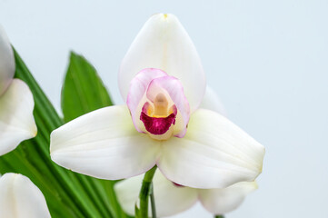 Fototapeta na wymiar Lycaste Rakuhoku 'Miyabi' a white orchid flower
