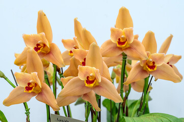 Lycida Aguila 'Detente' a hybrid orchid flower