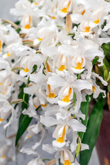 Coelogyne cristata 'Suwada' a white scented orchid