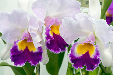 Orchid flower: Rlc. George Herbert Walker Bush 'Waldor'