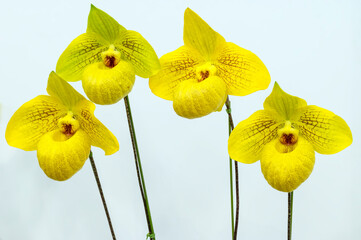 Paphiopedilum Norito Hasegawa 'Yoko's Smile', a yellow orchid flower