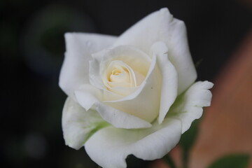a white rose blooming on a black background