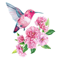 hummingbird on sakura flowers, spring bird watercolor illustration, hand drawn © Hanna