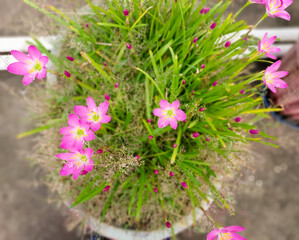 Closeup of beautiful pink flower blooming in the garden, nature photography, natural gardening background 