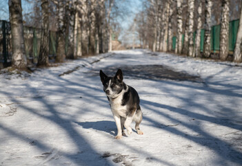 Nice city dog sitting on street at winter time sunny day, pets and animals