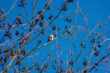 Yellowhammer bird (Emberiza citrinella) perched on hawthorn bush