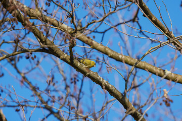 Yellowhammer bird (Emberiza citrinella) perched on hawthorn bush