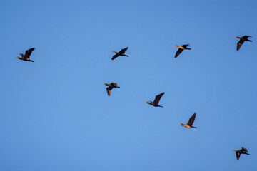 Great Cormorants flying in flock against blue sky