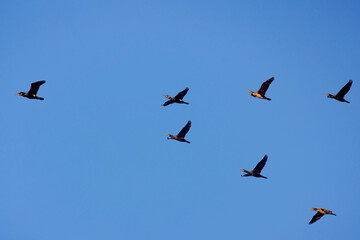 Great Cormorants flying in flock against blue sky