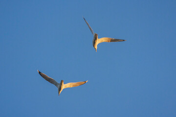 Sea gulls in flight against clear blue sky