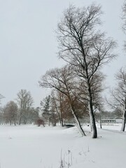Fototapeta na wymiar Snowy trees in the empty park, winter park