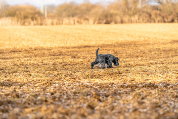dog on a walk in nature on field. little black schnauzer
