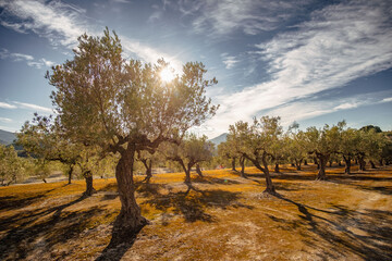 Olive trees in Olive grove in winter near the town of Gorga, Alicante province, Valencian...