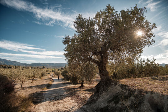 Olive trees in Olive grove in winter near the town of Gorga, Alicante province, Valencian Community, Spain