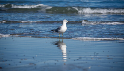 Lone seagull treading water and looking for food along the ocean coastline