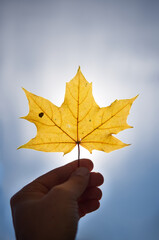 Holding a yellow maple leaf in the sunlight