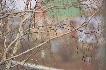 Bare branches of birch tree in raindrops, against the background of rural houses in autumn day.