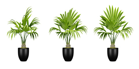 Set of palm plants in pots isolated, black vase, interior and exterior decoration, 3d render illustration.