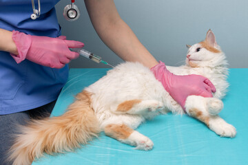 veterinarian giving an injection to a cat